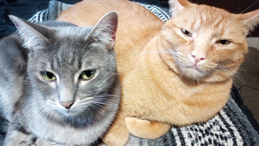2 suspicious cats