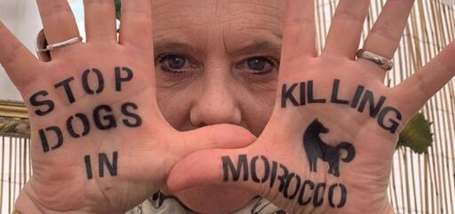 Stop Killing Dogs 🐕 In Morocco"" vs "Stop Dogs In Killing 🐕 Morocco"