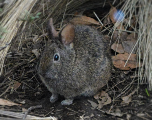 Small round rabbit with short ears sitting on a dirt patch, surrounded by leaves